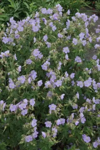 Geranium pratense 'Mrs Kendall Clark'