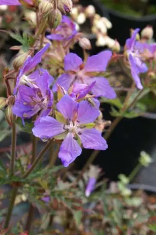 Geranium pratense 'New Dimension'