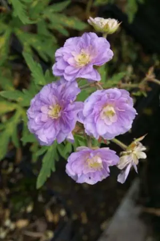 Geranium pratense 'Summer Skies'