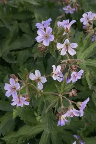 Geranium 'Prelude'