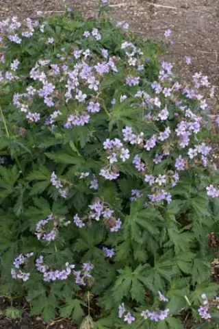 Geranium 'Prelude'