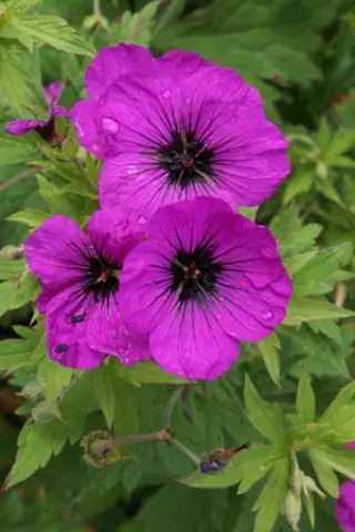 Geranium psilostemon type (syn. 'Fluorescent')