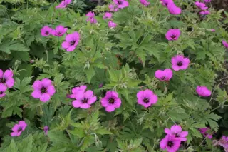 Geranium psilostemon type (syn. 'Fluorescent')