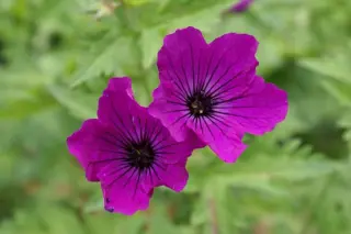 Geranium psilostemon 'Red Admiral'