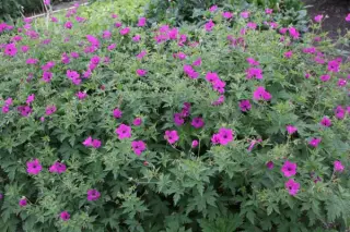 Geranium psilostemon 'Red Admiral'
