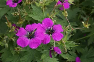 Geranium psilostemon