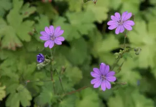 Geranium pyrenaicum 'Bill Wallis'