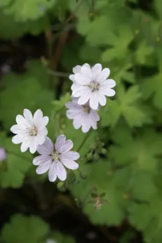 Geranium pyrenaic. 'Summer Snow'