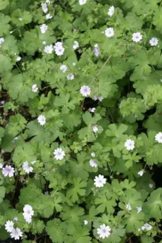 Geranium pyrenaic. 'Summer Snow'
