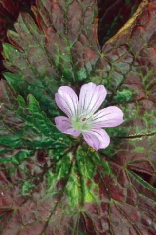 Geranium rectum (Bot.Tuin Moskou)