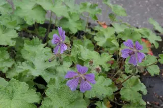 Geranium renardii 'Philippe Vapelle'