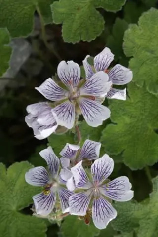 Geranium renardii