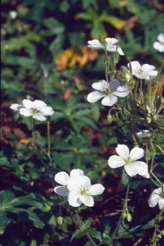 Geranium rivularis