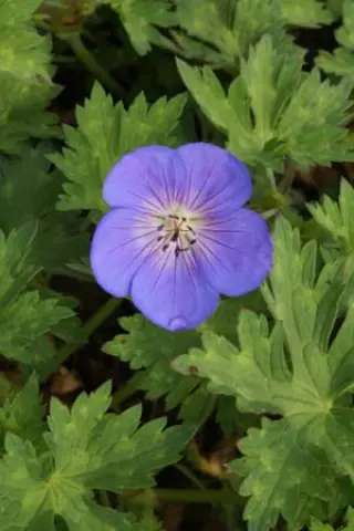 Geranium 'Rozanne' (Oude Jolly Bee)