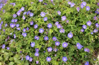 Geranium 'Rozanne' (Oude Jolly Bee)