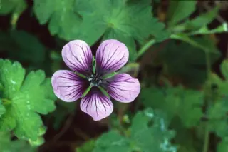 Geranium 'Salome' (Lambertii x Procurrens)