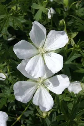 Geranium sanguineum 'Album'