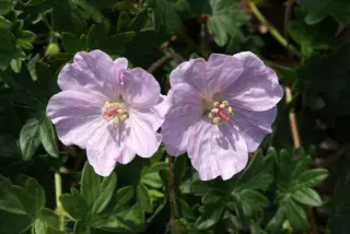 Geranium sanguineum 'Apfelblüte'