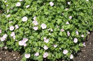Geranium sanguineum 'Apfelblüte'