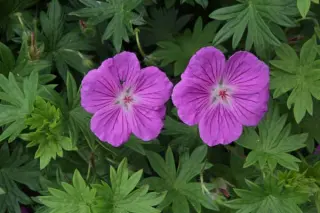 Geranium sanguineum 'Hannelore'