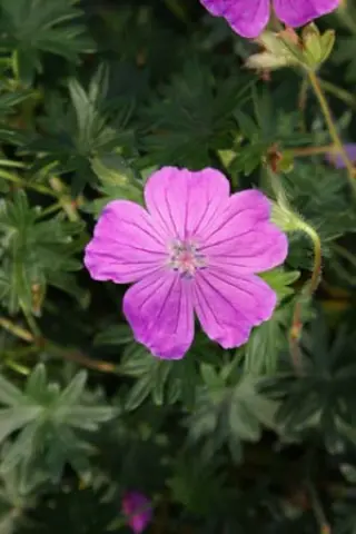Geranium sanguineum 'Holden'
