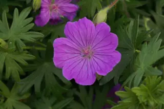 Geranium sanguineum 'Jubilee Pink'