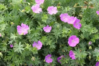 Geranium sanguineum 'Jubilee Pink'