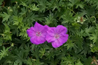 Geranium sanguineum 'Nanum'