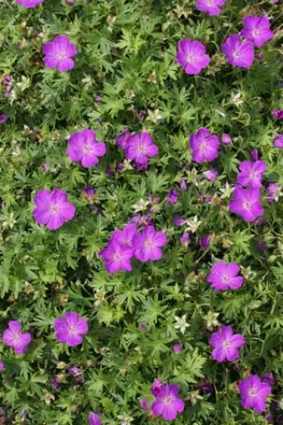 Geranium sanguineum 'Nanum'