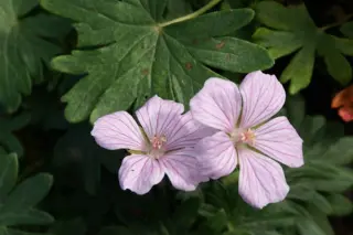 Geranium sanguineum 'Pink Pouffe'