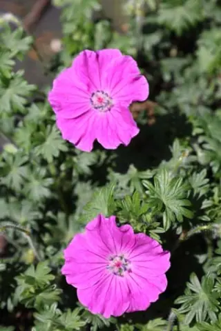 Geranium sanguineum 'Frivolius Giant'