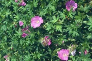 Geranium sanguineum 'Shepherds W.'