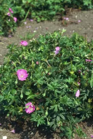 Geranium sanguineum 'Shepherds W.'