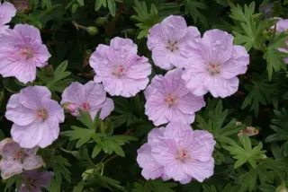 Geranium sanguineum striatum