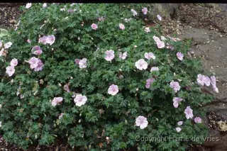 Geranium sanguineum striatum
