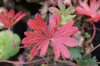 Geranium sanguineum striatum