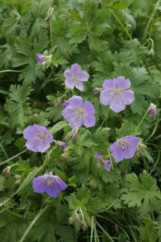 Geranium saxatile (ex Kirgizië)