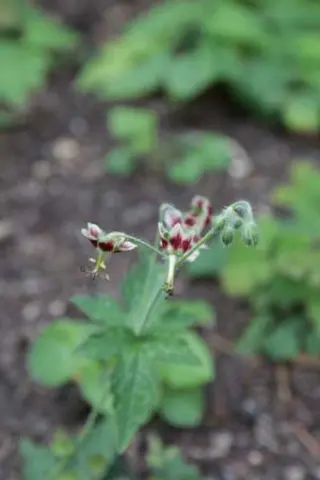 Geranium shensianum