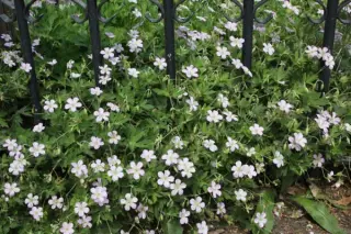 Geranium shikokianum 'Crûg's Cloak'