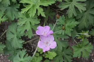 Geranium shikokianum
