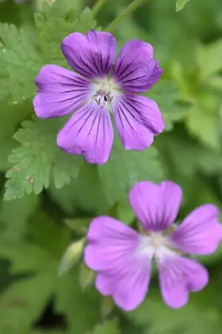 Geranium 'Sirak' (Gracile x Ibericum)