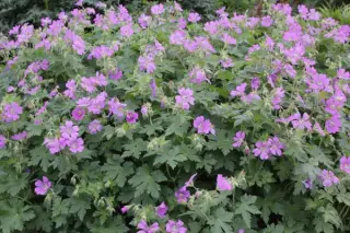 Geranium 'Sirak' (Gracile x Ibericum)