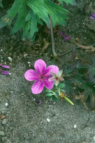 Geranium soboliferum 'Starman'