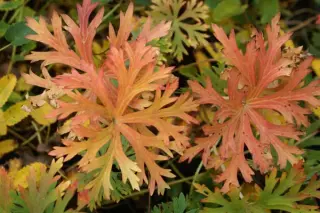 Geranium soboliferum 'Starman'