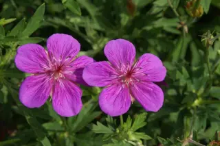 Geranium soboliferum