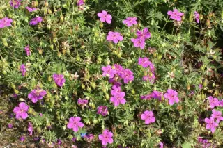 Geranium soboliferum