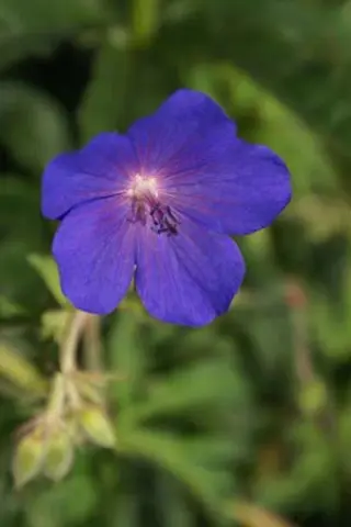 Geranium 'Spinners'