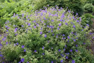 Geranium 'Spinners'