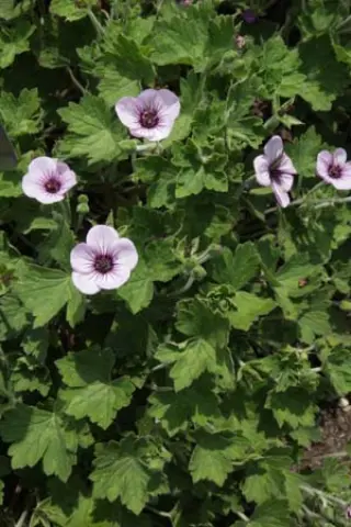 Geranium 'Storm Chaser'