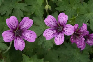 Geranium 'Sue Crûg'